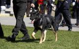 2014 Memorial Service - Police dog walking on grass